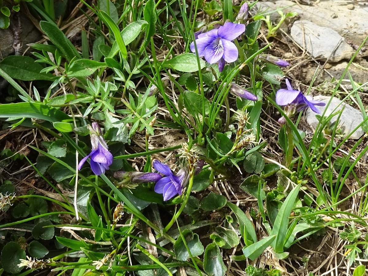 Viola pyrenaica (Violaceae)